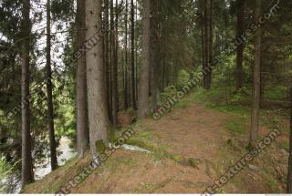 Photo Textures of Forest